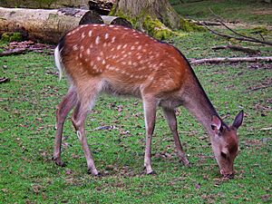 Juni 2012 Alte Fasanerie Sikahirsch-Kuh.JPG