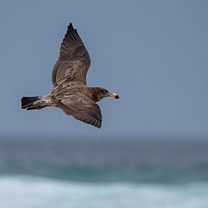 Juvenile Pacific Gull in flight