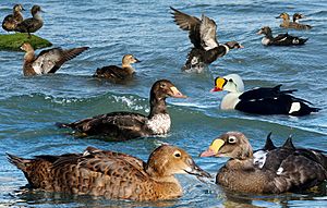 King Eider From The Crossley ID Guide Eastern Birds
