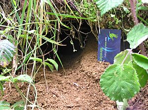 Kiwi burrow entrance