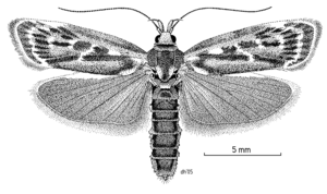 LEPI Oecophoridae Hierodoris tygris.png