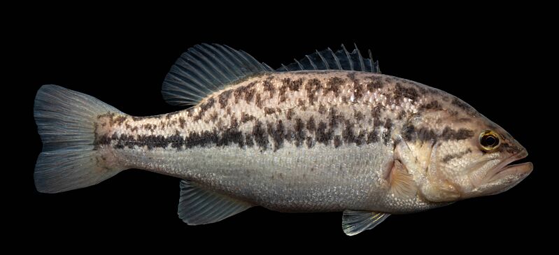 Largemouth Bass on Black