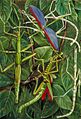 Leaf Insects and Stick Insects Marianne North