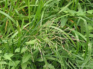 Liesgras bloeiwijze Glyceria maxima.jpg