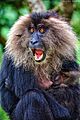 Lion tailed macaque with baby by Nihal jabin