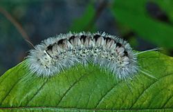 Lophocampa caryae caterpillar