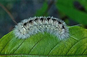 Lophocampa caryae caterpillar