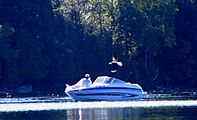 Lower Saranac Lake - Bald Eagle - Boat