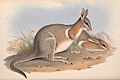 Macropus lunata Gould Mamm Aust vol 2 plate 55