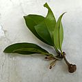 Manilkara zapota - Nispero fruit and leaves 04