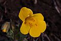 Mimulus guttatus 5630
