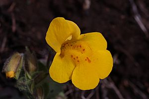 Mimulus guttatus 5630