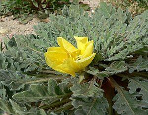 Oenothera primiveris ssp bufonis 2.jpg