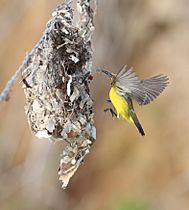 Olive-backed Sunbird - Wyvuri