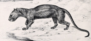 Oxyaena cropped