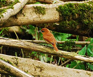 Pachyramphus cinnamomeus