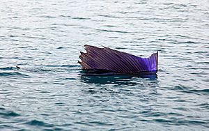Pacific-sailfish