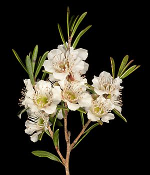 Paragonis grandiflora (15248963838).jpg