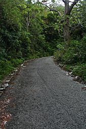 Paved road for climbing up to Cerro de Punta, Puerto Rico