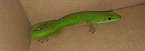 Phelsuma astriata bright green