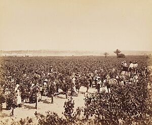 Photographs of the Dalwood Vineyards near Branxton, New South Wales, Australia, 1886