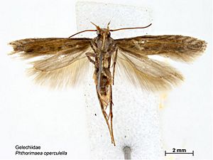 Phthorimaea operculella ventral.jpg