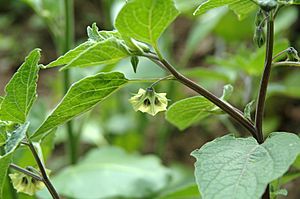 Physalis coztomatl flower1.jpg