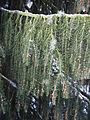 Picea breweriana - weeping twigs2