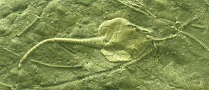 Pleurocystites squamosus