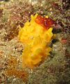 Polymastia boletiformis