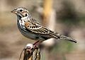 Pooecetes gramineus -USA-8 (cropped)