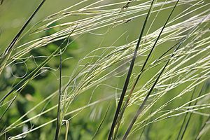 Porcupine Grass (Closeup) (14258034487).jpg