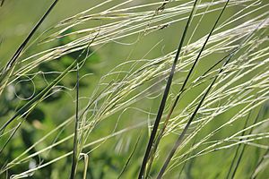 Porcupine needlegrass Facts for Kids