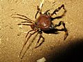 Pseudo-araña nocturna (opilion)