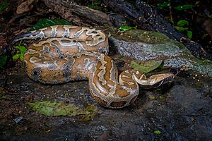 Python brongersmai, Brongersma's short-tailed python.jpg