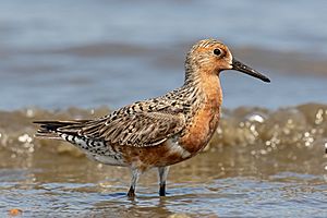 Red-Knot-for-Wiki.jpg