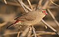 Red-billed firefinch, Lagonosticta senegala, juvenile, at Pilanesberg National Park, Northwest Province, South Africa (29631663562)