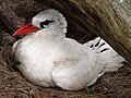 Red Tailed Tropic Bird