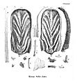 There are two large, oval-shaped plates with a ridge running down the middle, and grooves running diagonally from either side of the ridge. There are many bristles of varying sizes and widths, but all are stiff at the base and taper out at the end. There are several small rectangular teeth with numerous holes in them.