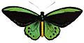 Richmond Birdwing Butterfly (Ornithoptera richmondius)
