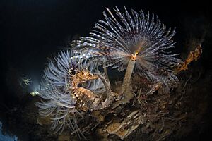 Sabella pavonina - Hippocampus hippocampus - Porto Cesareo, Italy (DSC2314M).jpg