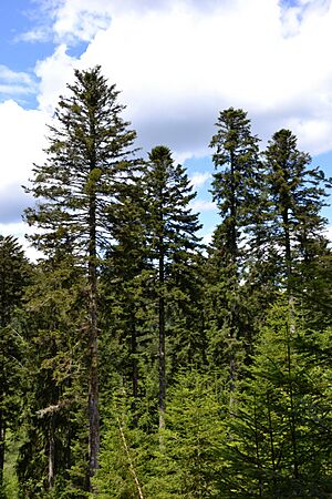 Conifer forest
