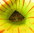 Sarracenia. Idia. closeup