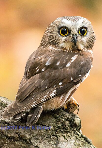 Saw Whet Owl Burian 5007