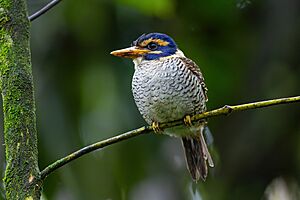 Scaly-breasted Kingfisher (female) 0A2A7157.jpg