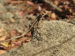 Sceloporus siniferus.jpeg