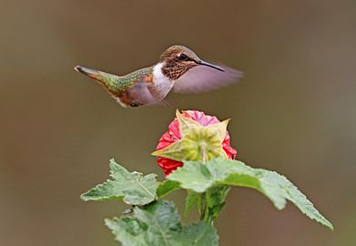 Scintillant hummingbird (Selasphorus scintilla) female in flight 1
