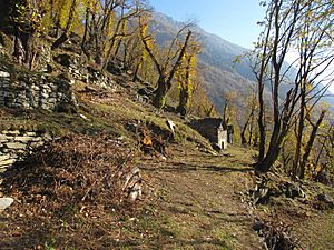Selva Castanile (chestnut) Ticino