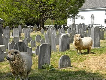 Sheep at St Peters