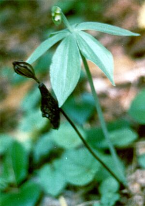 Small whorl pogonia